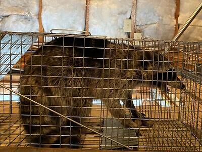 Springfield pest control